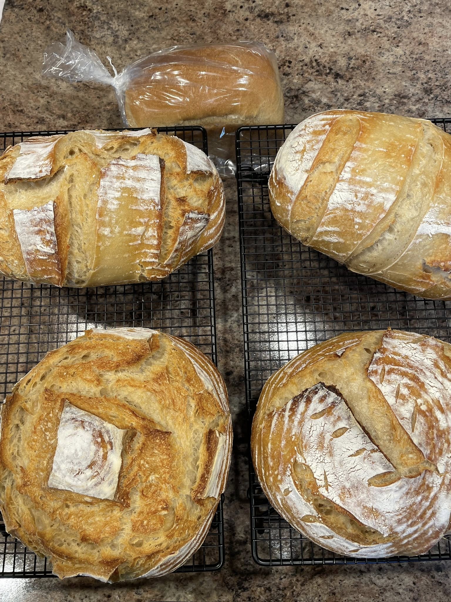 Sourdough Rustic Loaves